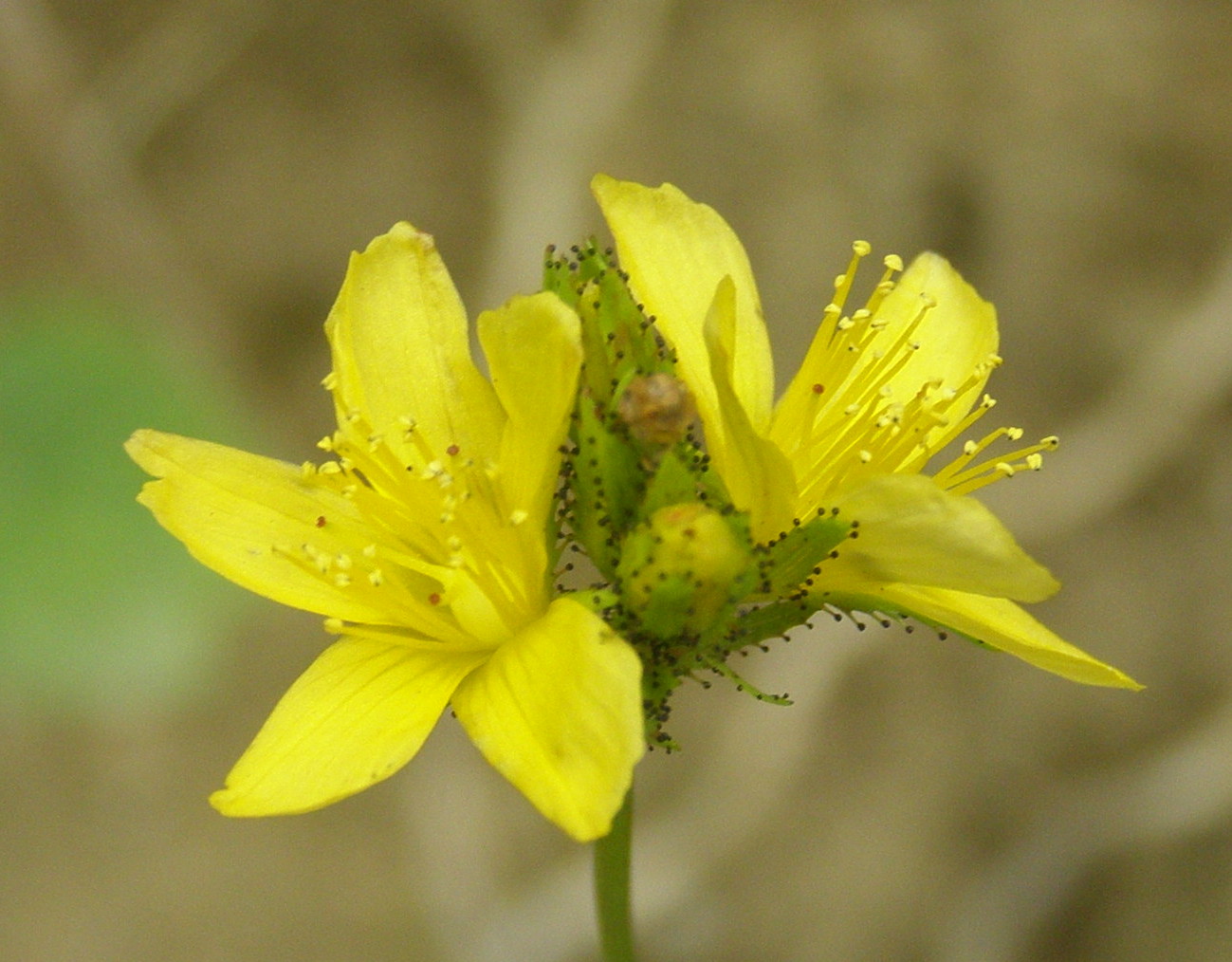 pianta da determinare 11 ott - Hypericum sp.